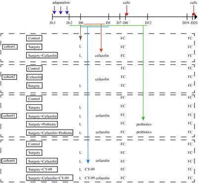 The contribution of probiotics for the double-edge effect of cefazolin on postoperative neurocognitive disorders by rebalancing the gut microbiota